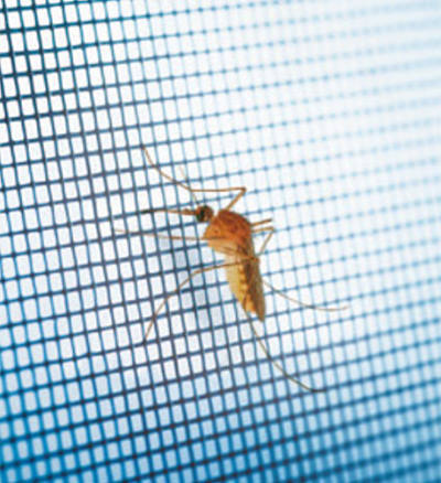 Insektenschutz am Niederrhein Ansicht 1