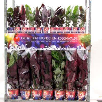 Fachgesch�ft Blumen und Pflanzen Niederrhein Ansicht 2