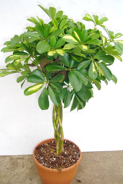 Fachgesch�ft Blumen und Pflanzen Niederrhein Ansicht 3