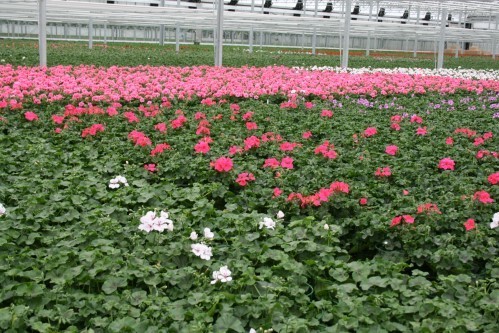Gartenbaubetrieb Georg Welzel Ansicht 2