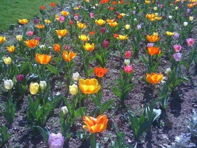 Garten-Job.de Ansicht 2