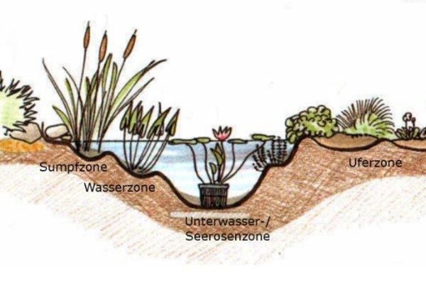 Wasserpflanzen Baumann Ansicht 3